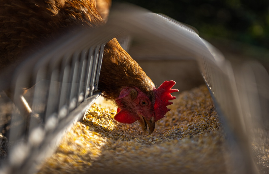 L’imperatif du bien-etre animal : comment les industries avicoles favorisent des elevages durables et ethiques